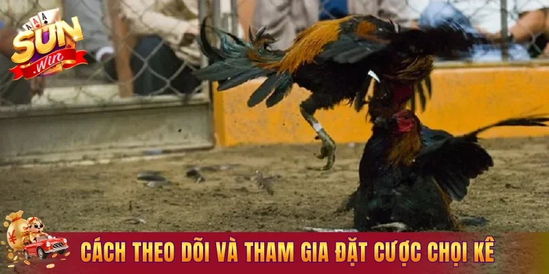 Cách theo dõi và tham gia đặt cược chọi kê cho tân thủ
