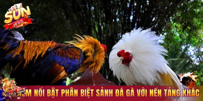 Điểm nổi bật phân biệt sảnh đá gà với các nền tảng khác
