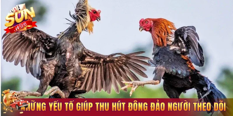 Đôi chút về đá gà livestream