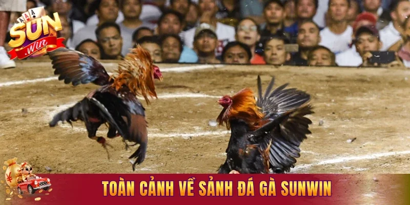 Toàn cảnh về sảnh đá gà Sunwin